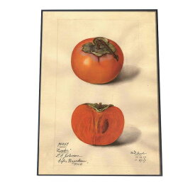 オレンジ 果物 みかん 博物画 植物 ポスター 図鑑 レトロ 古い ビンテージ オールド デジタルリマスター インテリア おしゃれ アート 古紙 珍しい 縦【bn-poster-320】