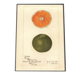 オレンジ 果物 みかん 博物画 植物 ポスター 図鑑 レトロ 古い ビンテージ オールド デジタルリマスター インテリア おしゃれ アート 古紙 珍しい 縦【bn-poster-427】