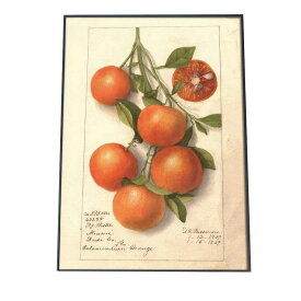 オレンジ 果物 みかん 博物画 植物 ポスター 図鑑 レトロ 古い ビンテージ オールド デジタルリマスター インテリア おしゃれ アート 古紙 珍しい 縦【bn-poster-493】