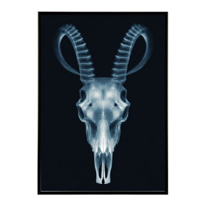 �A�[�g�|�X�^�[ �S�[�g�X�J�� ���M ���� ���m�g�[�� �[�� �f�U�C�� �Ǌ|�� �C���e���A �������C���e���A ������� �v�����g�|�X�^�[ �t�H�g �C���X�g ������ ���� �傫���ylm-poster-5530�z