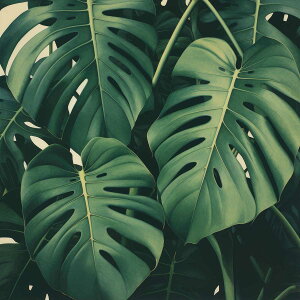 Xe `|X^[ A WO O[ EH[ Ǌ|   ^ t R iFlp fUC |X^[ XNGA 5Z`݂ŃTCYLx CeA fUC v