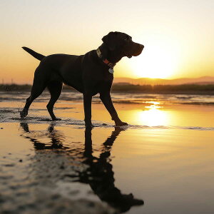 uh[go[  hbO  g T[t r[`  ybg  `|X^[ lp fUC |X^[ XNGA 5Z`݂ŃTCYLx CeA fUC vg G I