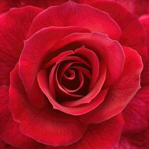 A O[  ʕ t[c vc t[ R `|X^[ lp fUC |X^[ XNGA 5Z`݂ŃTCYLx CeA fUC vg X  ysq-poster-2373