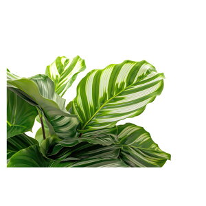 A O[ t ϗt |X^[ {^jJ  R pƃTCYIׂ CeA  vg|X^[ tHg IV A[g _ Vv   傫ylh-poster