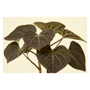 A O[ t ϗt |X^[ {^jJ  R pƃTCYIׂ CeA  vg|X^[ tHg IV A[g _ Vv   傫ylh-poster