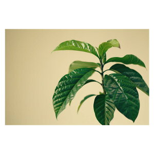 A O[ t ϗt |X^[ {^jJ  R pƃTCYIׂ CeA  vg|X^[ tHg IV A[g _ Vv   傫ylh-poster