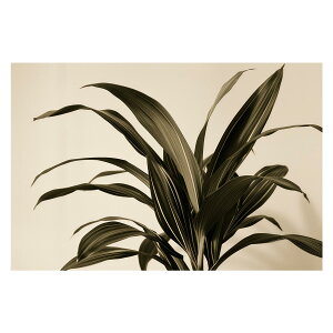 A O[ t ϗt |X^[ {^jJ  R pƃTCYIׂ CeA  vg|X^[ tHg IV A[g _ Vv   傫ylh-poster