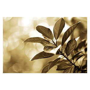 植物 グリーン 葉っぱ 観葉 ポスター ボタニカル 草 自然 用紙とサイズが選べる インテリア おしゃれ プリントポスター フォト オシャレ アート モダン シンプル お洒落 特大 大きい【lh-poster