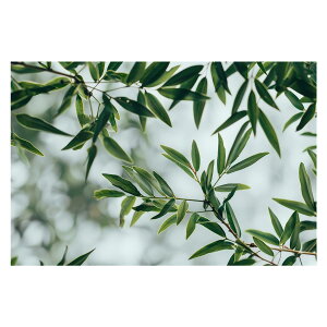 A O[ t ϗt |X^[ {^jJ  R pƃTCYIׂ CeA  vg|X^[ tHg IV A[g _ Vv   傫ylh-poster