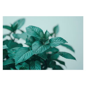 A O[ t ϗt |X^[ {^jJ  R pƃTCYIׂ CeA  vg|X^[ tHg IV A[g _ Vv   傫ylh-poster