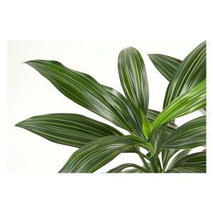 A O[ t ϗt |X^[ {^jJ  R pƃTCYIׂ CeA  vg|X^[ tHg IV A[g _ Vv   傫ylh-poster