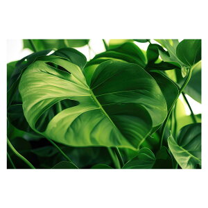 A O[ t ϗt |X^[ {^jJ  R pƃTCYIׂ CeA  vg|X^[ tHg IV A[g _ Vv   傫ylh-poster