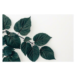 A O[ t ϗt |X^[ {^jJ  R pƃTCYIׂ CeA  vg|X^[ tHg IV A[g _ Vv   傫ylh-poster