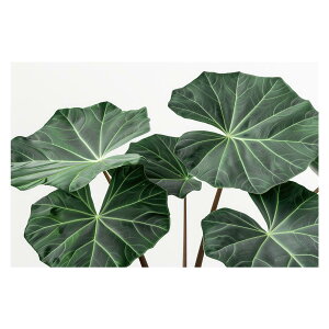 A O[ t ϗt |X^[ {^jJ  R pƃTCYIׂ CeA  vg|X^[ tHg IV A[g _ Vv   傫ylh-poster