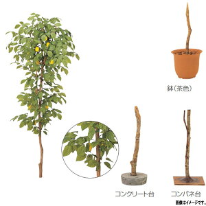 レモン 観葉植物の人気商品 通販 価格比較 価格 Com