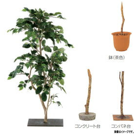 楽天市場 ヒイラギ 観葉植物の通販