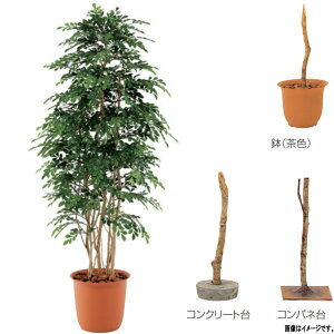 観葉植物 トネリコの通販 価格比較 価格 Com