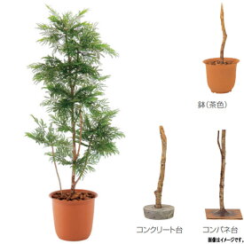 楽天市場 光触媒 観葉植物 エバーフレッシュの通販