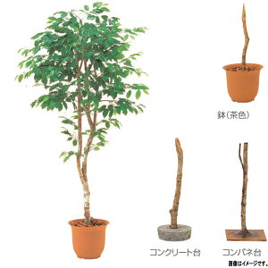 �O���[�x�� �l�H�A�� ���؁E�����p �t�B�J�X�x���W���~���i1�{���j A70NS805 H1500mm