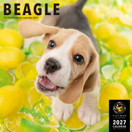 ［公式］PICTWANカレンダー 2027年【L判】ビーグル【送料無料】かわいい 犬 子犬 いぬ 壁掛け 犬種別 カ…