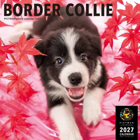 ［公式］PICTWANカレンダー 2027年【L判】ボーダー・コリー【送料無料】かわいい 犬 子犬 いぬ 壁掛け 犬種別 カレンダー BORDER COLLIE