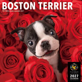 ［公式］PICTWANカレンダー 2027年【L判】ボストン・テリア【送料無料】かわいい 犬 子犬 いぬ 壁掛け 犬種別 カレンダー ボストンテリア BOSTON TERRIER