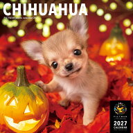 ［公式］PICTWANカレンダー 2027年【L判】チワワ【送料無料】かわいい 犬 子犬 いぬ 壁掛け 犬種別 カレ…