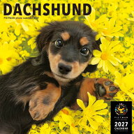 ［公式］PICTWANカレンダー 2027年【L判】ダックスフンド【送料無料】かわいい 犬 子犬 いぬ 壁掛け 犬種…