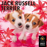 ［公式］PICTWANカレンダー 2027年【L判】ジャック・ラッセル・テリア【送料無料】かわいい 犬 子犬 いぬ…