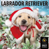 ［公式］PICTWANカレンダー 2027年【L判】ラブラドール・レトリーバー【送料無料】かわいい 犬 子犬 いぬ…