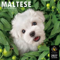 ［公式］PICTWANカレンダー 2027年【L判】マルチーズ【送料無料】かわいい 犬 子犬 いぬ 壁掛け 犬種別 …
