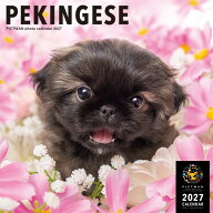 ［公式］PICTWANカレンダー 2027年【L判】ペキニーズ【送料無料】かわいい 犬 子犬 いぬ 壁掛け 犬種別 …