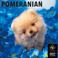 ［公式］PICTWANカレンダー 2027年【L判】ポメラニアン【送料無料】かわいい 犬 子犬 いぬ 壁掛け 犬種別…
