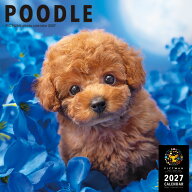 ［公式］PICTWANカレンダー 2027年【L判】プードル【送料無料】かわいい 犬 子犬 いぬ 壁掛け 犬種別 カ…