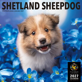［公式］PICTWANカレンダー 2027年【L判】シェットランド・シープドッグ【送料無料】かわいい 犬 子犬 いぬ 壁掛け 犬種別 カレンダー シェルティ SHETLAND SHEEPDOG