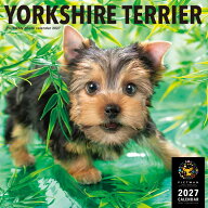 ［公式］PICTWANカレンダー 2027年【L判】ヨークシャー・テリア【送料無料】かわいい 犬 子犬 いぬ 壁掛…