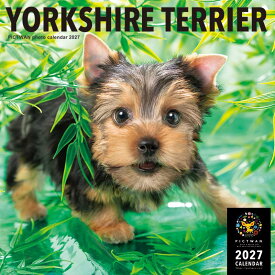 ［公式］PICTWANカレンダー 2027年【L判】ヨークシャー・テリア【送料無料】かわいい 犬 子犬 いぬ 壁掛け 犬種別 カレンダー ヨーキー ヨークシャテリア YORKSHIRE TERRIER