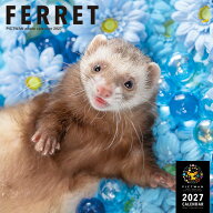 ［公式］PICTWANカレンダー 2027年【L判】フェレット【送料無料】かわいい 小動物 壁掛け カレンダー FER…