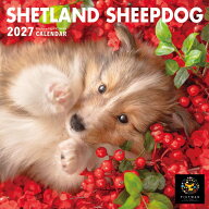 ［公式］PICTWANカレンダー 2027年【S判】シェットランド・シープドッグ【メール便送料無料】