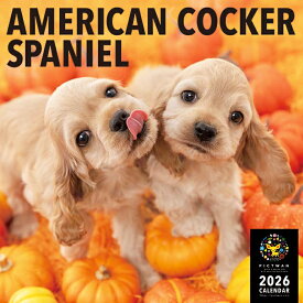 ［公式］PICTWANカレンダー 2026年【L判】アメリカン・コッカー・スパニエル【送料無料】かわいい 犬 子犬 いぬ 壁掛け 犬種別 カレンダー アメコカ AMERICAN COCKER SPANIEL