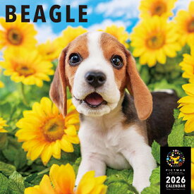 ［公式］PICTWANカレンダー 2026年【L判】ビーグル【送料無料】かわいい 犬 子犬 いぬ 壁掛け 犬種別 カレンダー BEAGLE