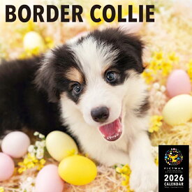 ［公式］PICTWANカレンダー 2026年【L判】ボーダー・コリー【送料無料】かわいい 犬 子犬 いぬ 壁掛け 犬種別 カレンダー BORDER COLLIE