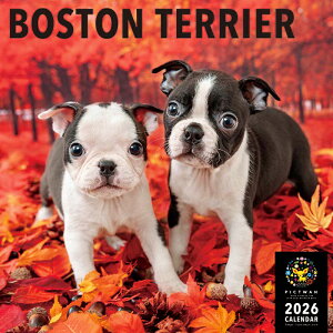 mnPICTWANJ_[ 2026NyLz{XgEeAyz킢  q  Ǌ|  J_[ {XgeA BOSTON TERRIER