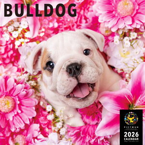 mnPICTWANJ_[ 2026NyLzuhbOyz킢  q  Ǌ|  J_[ BULLDOG