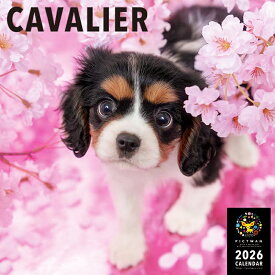 ［公式］PICTWANカレンダー 2026年【L判】キャバリア【送料無料】かわいい 犬 子犬 いぬ 壁掛け 犬種別 カレンダー CAVALIER