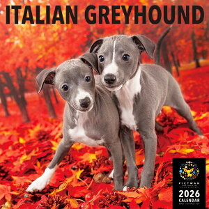 mnPICTWANJ_[ 2026NyLzC^AEO[nEhyz킢  q  Ǌ|  J_[ C^O ITALIAN GREYHOUND