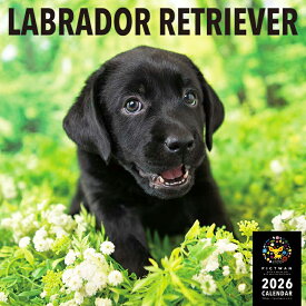 ［公式］PICTWANカレンダー 2026年【L判】ラブラドール・レトリーバー【送料無料】かわいい 犬 子犬 いぬ 壁掛け 犬種別 カレンダー LABRADOR RETRIEVER