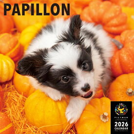 ［公式］PICTWANカレンダー 2026年【L判】パピヨン【送料無料】かわいい 犬 子犬 いぬ 壁掛け 犬種別 カレンダー PAPILLON