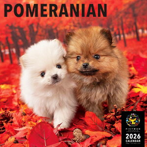 mnPICTWANJ_[ 2026NyLz|jAyz킢  q  Ǌ|  J_[ POMERANIAN