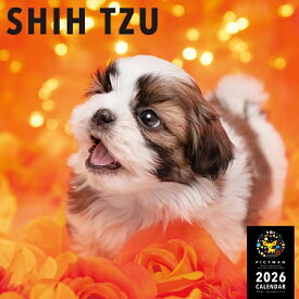［公式］PICTWANカレンダー 2026年【L判】シー・ズー【送料無料】かわいい 犬 子犬 いぬ 壁掛け 犬種別 カレンダー シーズー SHIH TZU
